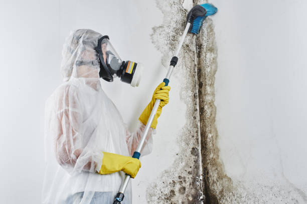 Best Certified Mold Removal  in USA